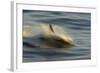 Long-beaked Common Dolphin (Delphinus capenisis) adult, porpoising, blurred movement, Sea of Cortez-Malcolm Schuyl-Framed Photographic Print