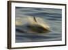 Long-beaked Common Dolphin (Delphinus capenisis) adult, porpoising, blurred movement, Sea of Cortez-Malcolm Schuyl-Framed Photographic Print