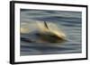 Long-beaked Common Dolphin (Delphinus capenisis) adult, porpoising, blurred movement, Sea of Cortez-Malcolm Schuyl-Framed Photographic Print