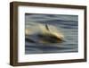 Long-beaked Common Dolphin (Delphinus capenisis) adult, porpoising, blurred movement, Sea of Cortez-Malcolm Schuyl-Framed Photographic Print