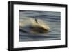 Long-beaked Common Dolphin (Delphinus capenisis) adult, porpoising, blurred movement, Sea of Cortez-Malcolm Schuyl-Framed Photographic Print
