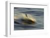 Long-beaked Common Dolphin (Delphinus capenisis) adult, porpoising, blurred movement, Sea of Cortez-Malcolm Schuyl-Framed Photographic Print