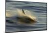 Long-beaked Common Dolphin (Delphinus capenisis) adult, porpoising, blurred movement, Sea of Cortez-Malcolm Schuyl-Mounted Photographic Print