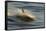Long-beaked Common Dolphin (Delphinus capenisis) adult, porpoising, blurred movement, Sea of Cortez-Malcolm Schuyl-Framed Stretched Canvas