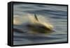 Long-beaked Common Dolphin (Delphinus capenisis) adult, porpoising, blurred movement, Sea of Cortez-Malcolm Schuyl-Framed Stretched Canvas