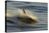 Long-beaked Common Dolphin (Delphinus capenisis) adult, porpoising, blurred movement, Sea of Cortez-Malcolm Schuyl-Stretched Canvas