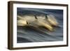 Long-beaked Common Dolphin (Delphinus capenisis) adults, porpoising, Sea of Cortez-Malcolm Schuyl-Framed Photographic Print