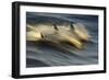 Long-beaked Common Dolphin (Delphinus capenisis) adults, porpoising, Sea of Cortez-Malcolm Schuyl-Framed Photographic Print