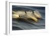 Long-beaked Common Dolphin (Delphinus capenisis) adults, porpoising, Sea of Cortez-Malcolm Schuyl-Framed Photographic Print