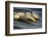 Long-beaked Common Dolphin (Delphinus capenisis) adults, porpoising, Sea of Cortez-Malcolm Schuyl-Framed Photographic Print