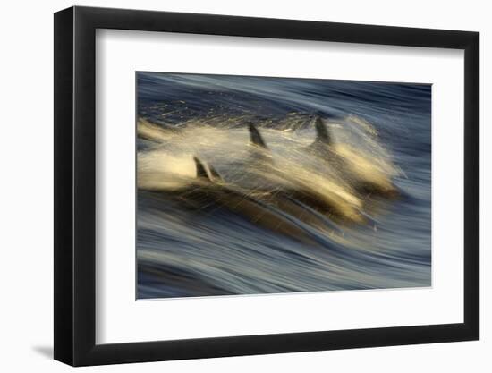 Long-beaked Common Dolphin (Delphinus capenisis) adults, porpoising, Sea of Cortez-Malcolm Schuyl-Framed Photographic Print