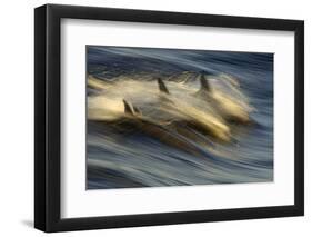 Long-beaked Common Dolphin (Delphinus capenisis) adults, porpoising, Sea of Cortez-Malcolm Schuyl-Framed Photographic Print