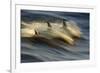 Long-beaked Common Dolphin (Delphinus capenisis) adults, porpoising, Sea of Cortez-Malcolm Schuyl-Framed Photographic Print