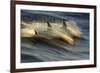 Long-beaked Common Dolphin (Delphinus capenisis) adults, porpoising, Sea of Cortez-Malcolm Schuyl-Framed Photographic Print