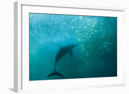 Long-beaked Common Dolphin (Delphinus capensis) adult, 'Wild Coast'-Colin Marshall-Framed Photographic Print