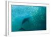 Long-beaked Common Dolphin (Delphinus capensis) adult, 'Wild Coast'-Colin Marshall-Framed Photographic Print