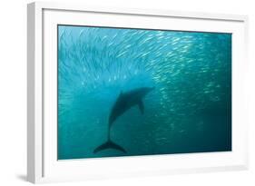 Long-beaked Common Dolphin (Delphinus capensis) adult, 'Wild Coast'-Colin Marshall-Framed Photographic Print