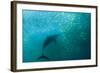 Long-beaked Common Dolphin (Delphinus capensis) adult, 'Wild Coast'-Colin Marshall-Framed Photographic Print