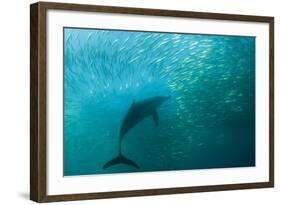 Long-beaked Common Dolphin (Delphinus capensis) adult, 'Wild Coast'-Colin Marshall-Framed Photographic Print