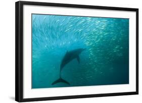 Long-beaked Common Dolphin (Delphinus capensis) adult, 'Wild Coast'-Colin Marshall-Framed Photographic Print