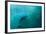 Long-beaked Common Dolphin (Delphinus capensis) adult, 'Wild Coast'-Colin Marshall-Framed Photographic Print