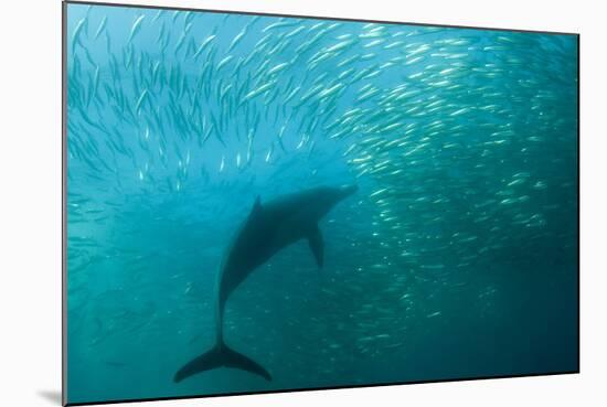 Long-beaked Common Dolphin (Delphinus capensis) adult, 'Wild Coast'-Colin Marshall-Mounted Photographic Print
