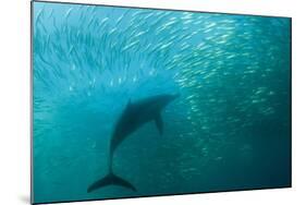 Long-beaked Common Dolphin (Delphinus capensis) adult, 'Wild Coast'-Colin Marshall-Mounted Photographic Print