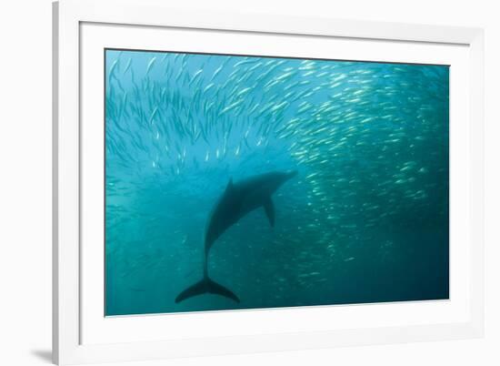 Long-beaked Common Dolphin (Delphinus capensis) adult, 'Wild Coast'-Colin Marshall-Framed Photographic Print