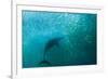 Long-beaked Common Dolphin (Delphinus capensis) adult, 'Wild Coast'-Colin Marshall-Framed Photographic Print