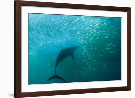 Long-beaked Common Dolphin (Delphinus capensis) adult, 'Wild Coast'-Colin Marshall-Framed Photographic Print