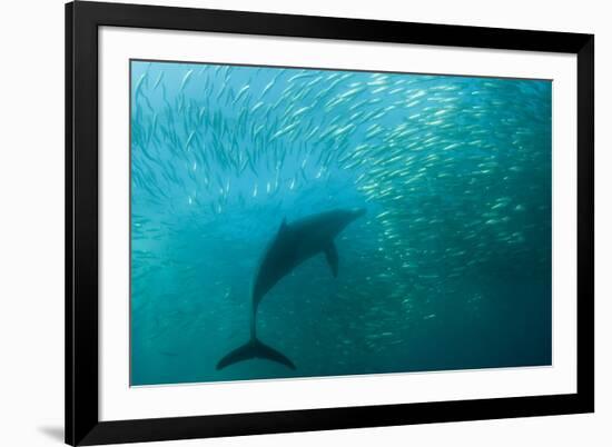 Long-beaked Common Dolphin (Delphinus capensis) adult, 'Wild Coast'-Colin Marshall-Framed Photographic Print