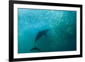 Long-beaked Common Dolphin (Delphinus capensis) adult, 'Wild Coast'-Colin Marshall-Framed Photographic Print