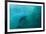 Long-beaked Common Dolphin (Delphinus capensis) adult, 'Wild Coast'-Colin Marshall-Framed Photographic Print