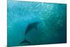 Long-beaked Common Dolphin (Delphinus capensis) adult, 'Wild Coast'-Colin Marshall-Mounted Photographic Print