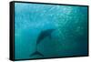 Long-beaked Common Dolphin (Delphinus capensis) adult, 'Wild Coast'-Colin Marshall-Framed Stretched Canvas