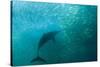 Long-beaked Common Dolphin (Delphinus capensis) adult, 'Wild Coast'-Colin Marshall-Stretched Canvas