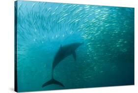 Long-beaked Common Dolphin (Delphinus capensis) adult, 'Wild Coast'-Colin Marshall-Stretched Canvas