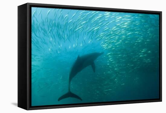 Long-beaked Common Dolphin (Delphinus capensis) adult, 'Wild Coast'-Colin Marshall-Framed Stretched Canvas