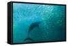 Long-beaked Common Dolphin (Delphinus capensis) adult, 'Wild Coast'-Colin Marshall-Framed Stretched Canvas