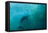 Long-beaked Common Dolphin (Delphinus capensis) adult, 'Wild Coast'-Colin Marshall-Framed Stretched Canvas