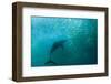 Long-beaked Common Dolphin (Delphinus capensis) adult, 'Wild Coast'-Colin Marshall-Framed Photographic Print