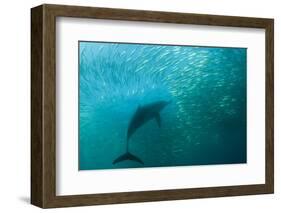 Long-beaked Common Dolphin (Delphinus capensis) adult, 'Wild Coast'-Colin Marshall-Framed Photographic Print