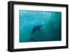 Long-beaked Common Dolphin (Delphinus capensis) adult, 'Wild Coast'-Colin Marshall-Framed Photographic Print