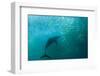 Long-beaked Common Dolphin (Delphinus capensis) adult, 'Wild Coast'-Colin Marshall-Framed Photographic Print