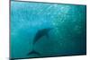 Long-beaked Common Dolphin (Delphinus capensis) adult, 'Wild Coast'-Colin Marshall-Mounted Photographic Print