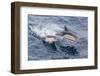 Long-Beaked Common Dolphin (Delphinus Capensis) Leaping Near White Island-Michael Nolan-Framed Photographic Print