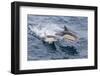 Long-Beaked Common Dolphin (Delphinus Capensis) Leaping Near White Island-Michael Nolan-Framed Photographic Print