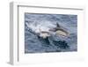 Long-Beaked Common Dolphin (Delphinus Capensis) Leaping Near White Island-Michael Nolan-Framed Photographic Print