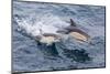 Long-Beaked Common Dolphin (Delphinus Capensis) Leaping Near White Island-Michael Nolan-Mounted Photographic Print