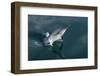 Long-beaked Common Dolphin (Delphinus capensis) leaping-Michael Nolan-Framed Photographic Print